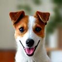 Bella, ein freundlicher Jack Russell Terrier