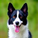 Luna, ein aufmerksamer Border Collie