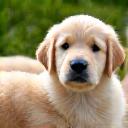 Goldene Retriever Welpen