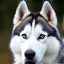 Gesunder Husky mit glänzendem Fell