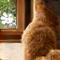 Bild von Nala, einer zufriedenen Katze